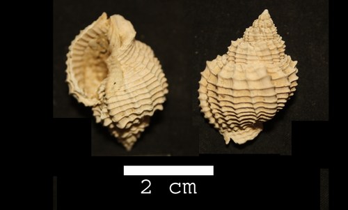 Cancellaria cancellata (L., 1767) - Pliocene